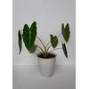 tanaman hias alocasia frydex