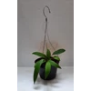 tanaman hias anthurium vittarifolium ( anthurium dasi )