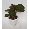 tanaman hias begonia erytrophylla
