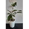tanaman hias calathea lancifolia