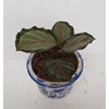 tanaman hias calathea corona