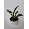 tanaman hias philodendron martianum ( katak )