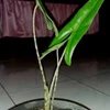 tanaman hias alocasia tigrina