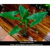 tanaman hias alocasia reticulata