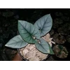 tanaman hias alocasia reginae
