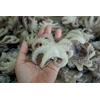 baby octopus iqf rum-1