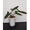tanaman hias philodendron mexicanum