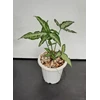 tanaman hias syngonium jari