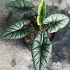 tanaman hias alocasia bisma