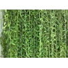 tanaman hias vernonia elliptica ( lee kwan yew )