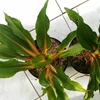 tanaman hias aglonema stem orange
