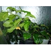 tanaman hias hoya lasiantha