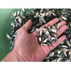bibit ikan / benih ikan bawal-5