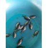 bibit ikan / benih ikan bawal