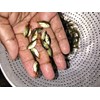 bibit ikan / benih ikan bawal-1