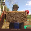 ternak lebah madu-1
