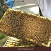 ternak lebah madu