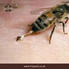 apitherapy lebah