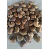 mente gelondong, kacang mete atau raw cashew nut