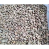 mengsupply kopi robusta-2