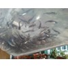 benih ikan / bibit ikan patin-7