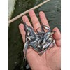 benih ikan / bibit ikan patin-5