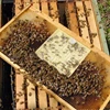 box untuk membuat ratu buatan / queen bee rearing-6