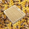 box untuk membuat ratu buatan / queen bee rearing