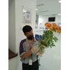 office boy/girl dusting bunga mawar merah di widya chandra jakarta