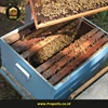 bibit lebah madu apis melifera