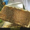 agen lebah madu murni malang jawa timur