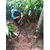perawatan taman memotong tanaman yang rimbun di amartapura 14 04 22