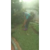 perawatan taman membersihkan daun kering di amartapura 14 04 22