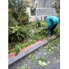 perawatan taman merapikan daun tumbang di kebun jeruk 22.04.2022