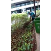 perawatan taman mebersihkan daun area taman di amartapura 28/04/22