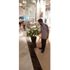 perawatan taman menyira tanaman indoor di plaza indonesia