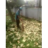perawatan taman menyapu daun kering di amartapura 17/05/2022