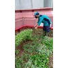 perawatan taman merapikan tanaman samping di amartapura 29/06/2022