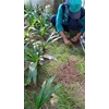 perawatan taman bersihkan gulma tanaman di amartapura 29/06/2022