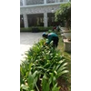 perawatan taman membersihkan daun gardener cinere 12/07/2022