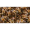 agen lebah madu murni malang jawa timur-2
