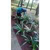 perawatan taman membersihkan daun gardener cinere 20/07/2022
