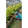 perawatan taman memotong tanaman kuning gardener graha zurich