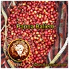 coffee kopi papua wamena baliem-6