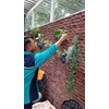 perawatan taman mencabut kering di dinding di kebun jeruk 15/10/2022
