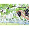 fruit cover size m-6