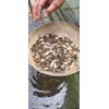 benih ikan / bibit ikan nilem (nilam)