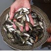 benih ikan / bibit ikan nilem (nilam)-2