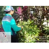perawatan taman merapikan tanaman di kedubes turkish 06/03/2023