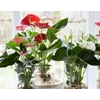 menyewakan tanaman hias anthorium indoor media air